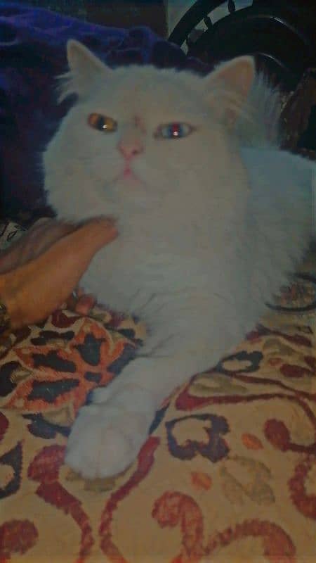 persian cat double eyes double cort colour full white 1