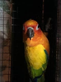 Sun Conure DNA Male one leg miss