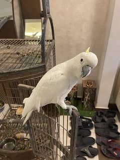 cockatoo