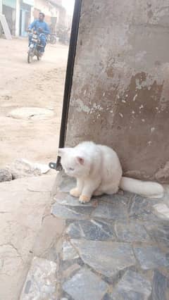 persion cat available