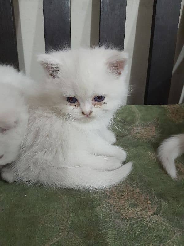 Persian kittens 1