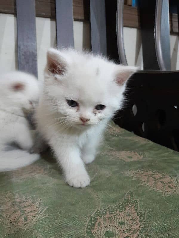 Persian kittens 2