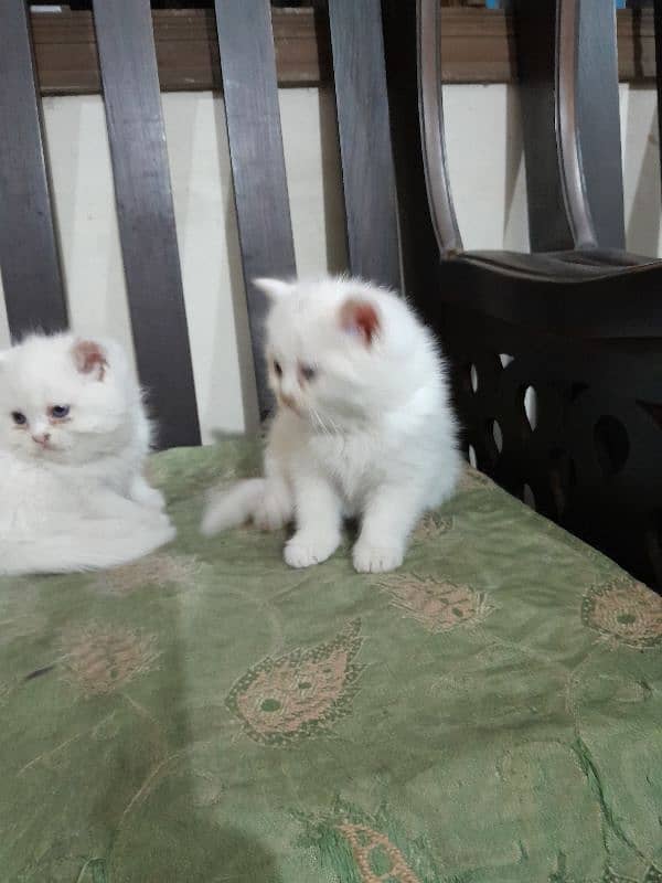 Persian kittens 3