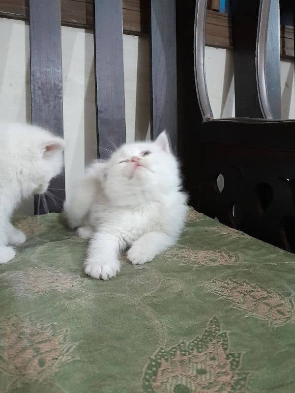 Persian kittens 4