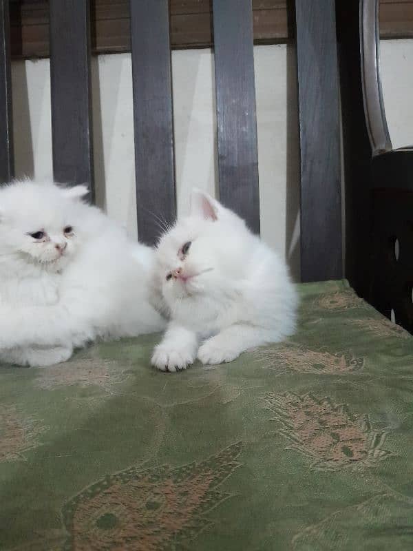 Persian kittens 5