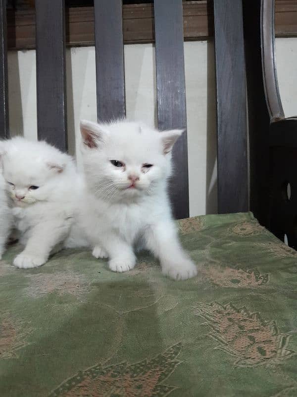 Persian kittens 6