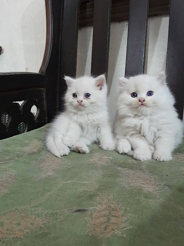 Persian kittens 7