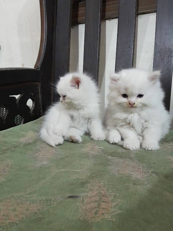 Persian kittens 8