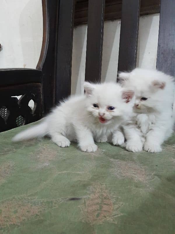 Persian kittens 9