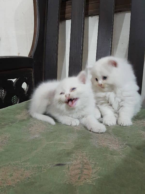 Persian kittens 10