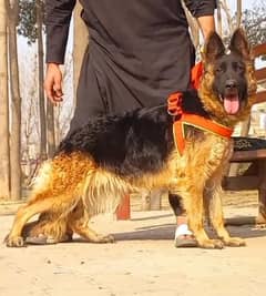 German Shepherd female 14 months for sale