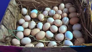 desi anday , desi eggs, دیسی انڈے, misri eggs