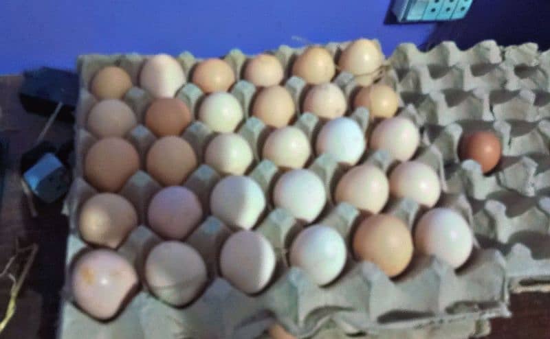 desi anday , desi eggs, دیسی انڈے, misri eggs 2