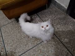 Persian cat