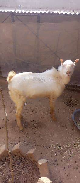 white tedda full gulabi or 2 female 0