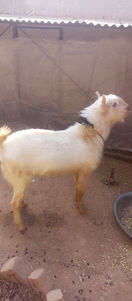 white tedda full gulabi or 2 female 1