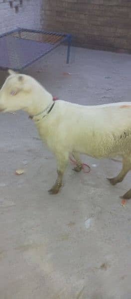 white tedda full gulabi or 2 female 2