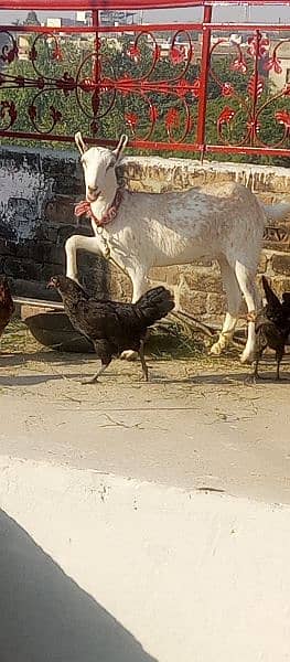 white tedda full gulabi or 2 female 5