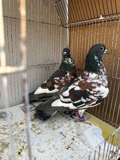 Peshori kabra or kala desi pair pigeon Kabutar kabootar kabotar