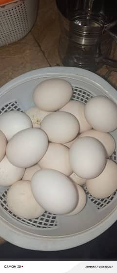 austrolop egg for sale