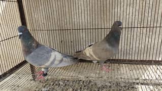 white bar or Peshori Kabra Pair pigeon Kabutar kabootar kabotar