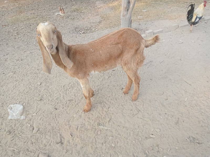 pure Desi bakri heavy Barry kadd ki 5