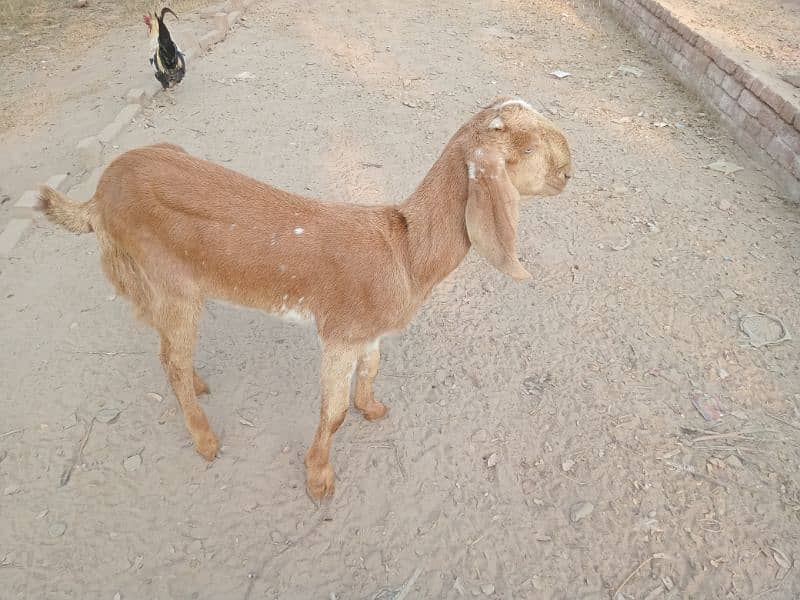 pure Desi bakri heavy Barry kadd ki 6