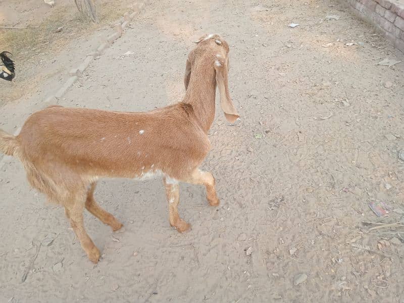 pure Desi bakri heavy Barry kadd ki 16