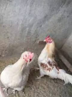 Desi Hen pair