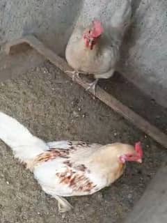 Desi Hen pair