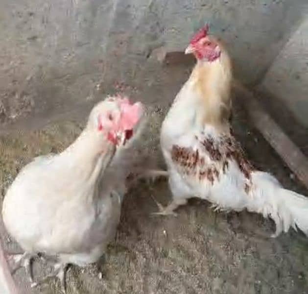 Desi Hen pair 3