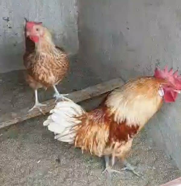 Desi Hen pair 4