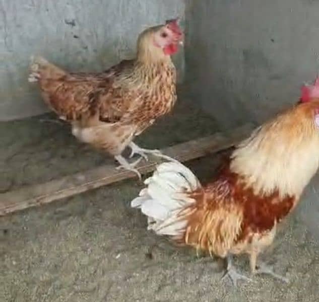 Desi Hen pair 5