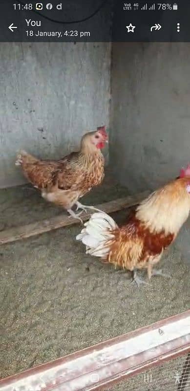 Desi Hen pair 6