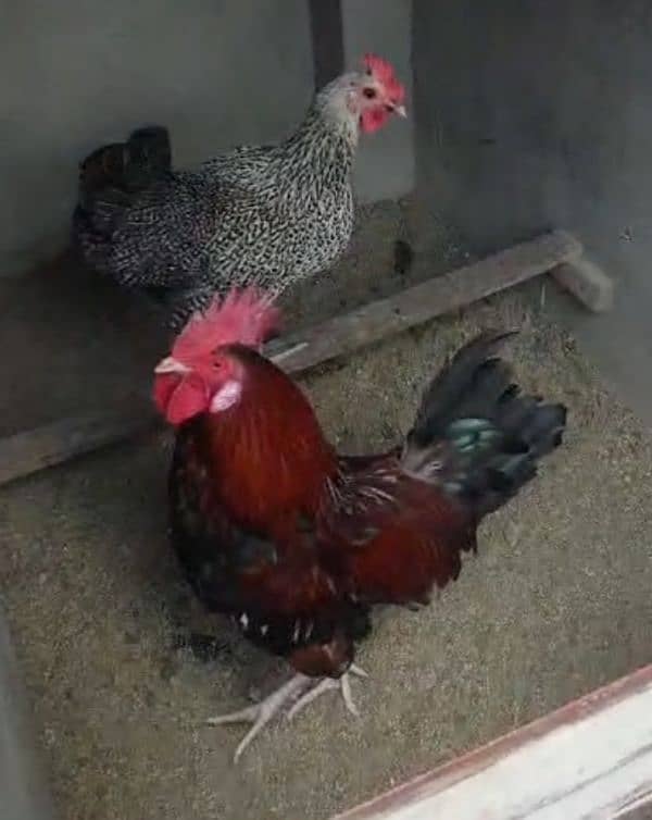 Desi Hen pair 7