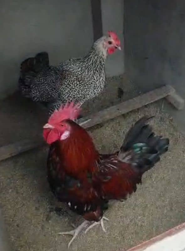 Desi Hen pair 8