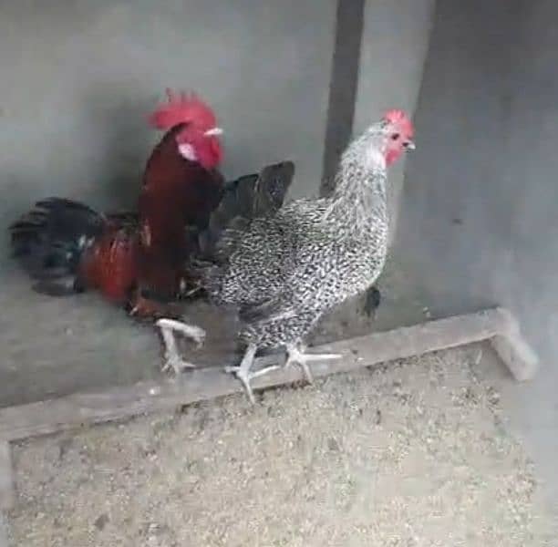 Desi Hen pair 9