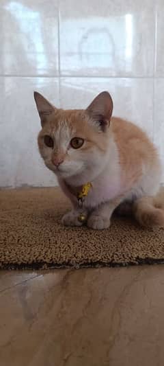 orange Cat available