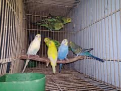 10 budgies