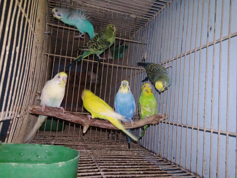 10 budgies 1