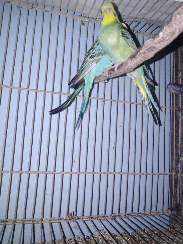 10 budgies 2