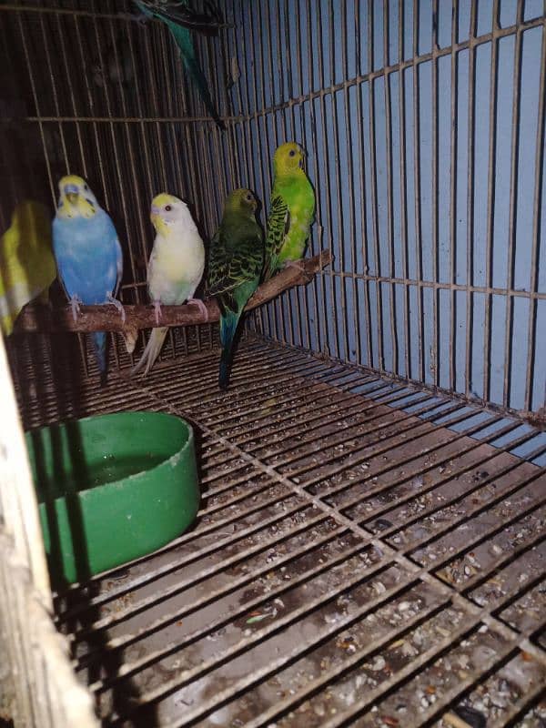 10 budgies 3