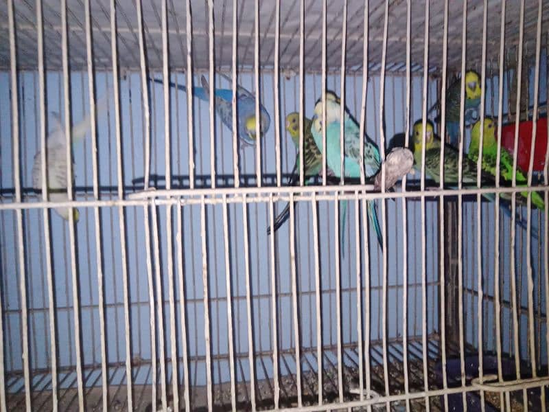 10 budgies 4