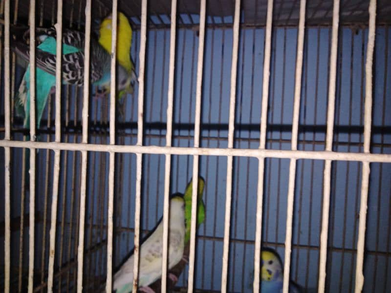 10 budgies 5