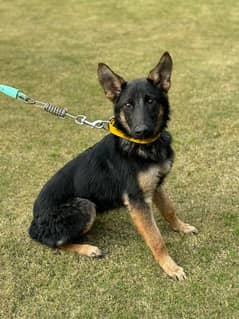 5 Months Old Female German Shepherd