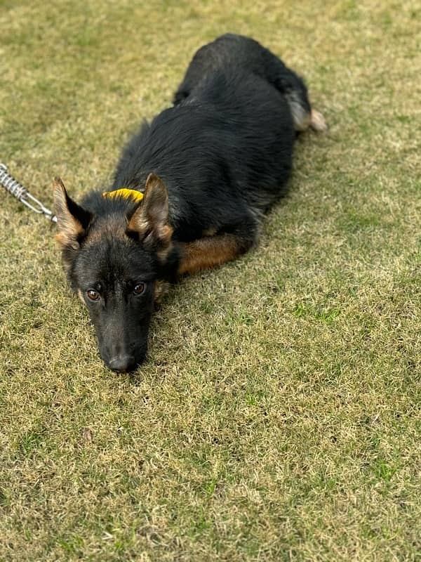 5 Months Old Female German Shepherd 1