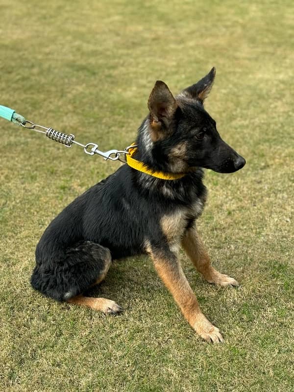 5 Months Old Female German Shepherd 2