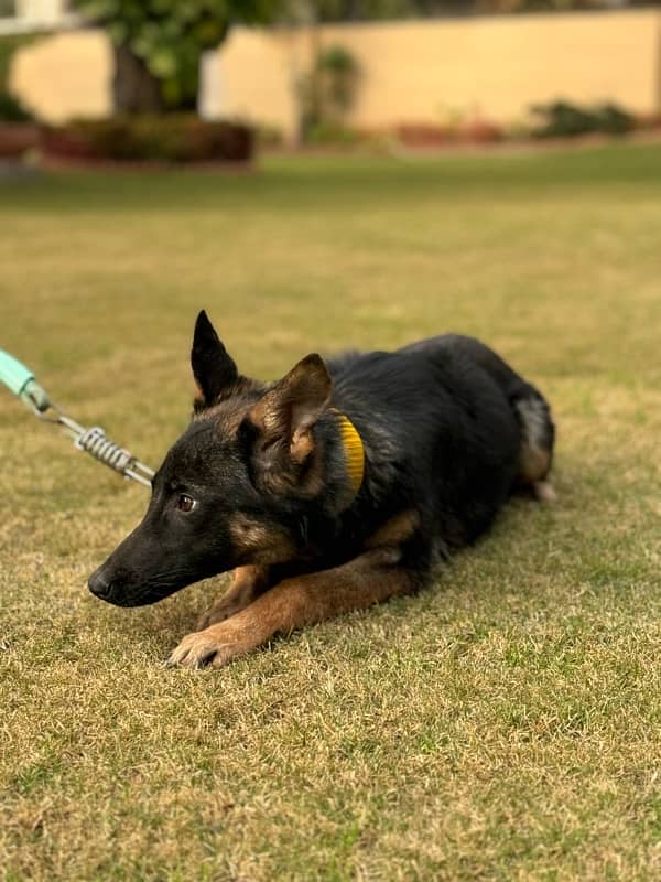 5 Months Old Female German Shepherd 3