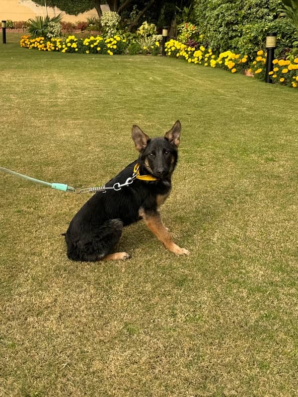 5 Months Old Female German Shepherd 4