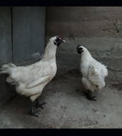 ayam cemani white